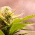 Make Organic Pesticides for Your Cannabis Plants