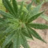 Organic Pest Control Methods for Cannabis Plants