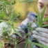 Chemical Pest Control for Healthy Cannabis Growth