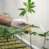 How to Get Rid of Whiteflies on Your Cannabis Plants