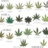 Why THC/CBD ratios matter for cannabis strains