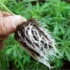 The Benefits of Foliar Feeding: Boosting Your Cannabis Growth