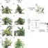 Understanding the NPK Ratio for Optimal Cannabis Growth