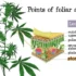 Beneficial Fungi and Nutrient Uptake for Cannabis Plants