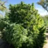 The Benefits of Foliar Feeding: Boosting Your Cannabis Growth