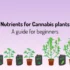 How to Prepare Homemade Organic Cannabis Fertilizer
