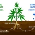 Organic vs Synthetic Nutrients for Growing Hydroponic Cannabis