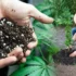 Improve Soil Quality for Cannabis Plants with Composting