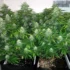 Optimizing Soil Nutrients for Maximum Cannabis Growth
