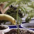 Solving Common Soil Problems in Cannabis Growing