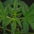 Foliar Feeding vs. Soil Feeding for Cannabis Plants