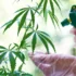 Optimal Timing for Foliar Spray Application on Cannabis Plants
