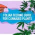 How to Monitor Nutrient Levels When Using Foliar Sprays on Cannabis Plants