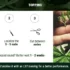 Nutrients Needed for Successful Foliar Feeding in Cannabis