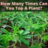 Mistakes to Avoid when Fimming Your Cannabis Plants
