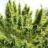 Maximizing Your Cannabis Yield: Tips for Growing High-Yielding Strains
