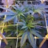 Optimizing Cannabis Yields and Quality through LST Techniques