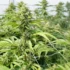 Understanding the Flowering Stage of Auto-Flowering Cannabis Plants