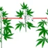 How and When to Apply Stress to Maximize Your Cannabis Yield