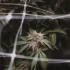 Is the Mainlining Technique Right for Your Cannabis Plants?