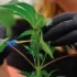 How to Increase the Potency of Your Cannabis Harvest with HST