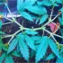 Mainlining in Cannabis Cultivation: A Comprehensive Guide
