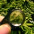Harvesting Cannabis: Key Factors You Must Consider