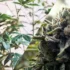 Harvesting Cannabis Plants: A Guide to Maximizing Your Yield