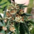 Harvesting Cannabis: Tips for Perfect Drying and Curing