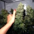 Achieve Maximum Yield with These Indoor Cannabis Strains