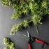 Harvesting Cannabis: Tips for Perfect Drying and Curing