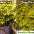 Harvesting Outdoor Cannabis Plants: A Comprehensive Guide