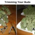 Trimming and Preparing Cannabis Buds for Drying and Curing