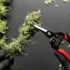 Curing Your Trimmed Cannabis Buds