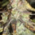Why Using a Microscope is Essential for Harvesting Cannabis Buds
