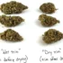 Mastering the Art of Manicuring Cannabis Buds