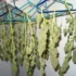 How to Hang-Dry Your Cannabis Buds