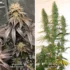 Drying and Curing Cannabis: The Ultimate Guide