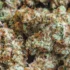 Tips for Extending the Shelf Life of Cannabis Buds