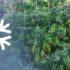 Regulating Temperature in Your Cannabis Grow Room with Fans