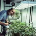 Indoor vs Outdoor – Temperature Regulation Differences for Growing Cannabis