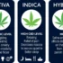 Growth Patterns and Optimal Conditions for Cultivating Indica and Sativa Strains