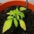 Identifying and Fixing Overwatered Cannabis Plants