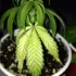 Effects of Under-Watering Cannabis Plants