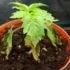 How to Avoid Underwatering Your Cannabis Plants
