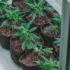Top Tips for Identifying and Preventing Cannabis Plant Diseases