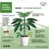 Cal-Mag Supplements for Cannabis: Dosage and Administration Guide