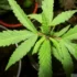 Balancing pH Levels for Optimal Cannabis Growth
