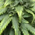Dealing with Spider Mites on Cannabis Plants