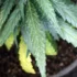 Identifying and Treating Common Cannabis Plant Diseases